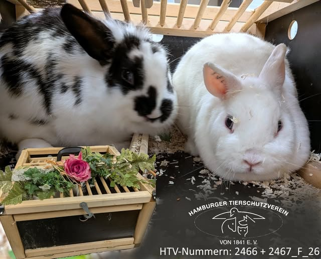 yolandaschultes's tweet photo. Hamburg · Billstedt · Mümmelmannsberg · 22115
Kaninchen in einer Box ausgesetzt
Kopie Hamburger Tierschutzverein
Diese beiden Zwergkaninchen wurden am 2.6.2026 in der Kandinskyallee in Mümmelmannsberg gefunden. Sie sollen in einer Transportbox, die auch Futter enthielt, vor einem Aldi-Markt ausgesetzt worden sein. Es handelt sich um ein schwarz-weißes Kaninchen und ein weißes Kaninchen mit blauen Augen, das mit Tattoos markiert ist.
HTV-Nummern: 2466 & 2467_F_26
Wer kennt diese Fundtiere? Bitte meldet Euch unter 040 211106-0. Wir danken Euch für Eure Hilfe!