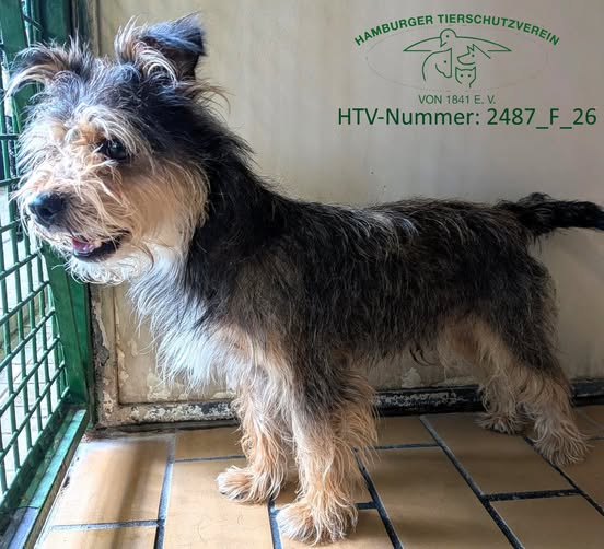 yolandaschultes's tweet photo. Hamburg · Lohbrügge · An der Kreisbahn · 22113
Rüde wahrscheinlich ausgesetzt
Kopie Hamburger Tierschutzverein
Dieser braune Terrier-Mischlingsrüde mit hellbraunen Abzeichen wurde am 4.6.2026 an der Straße An der Kreisbahn in Mümmelmannsberg gefunden. Er trug Geschirr und Leine - vermutlich wurde er ausgesetzt. Einen Chip haben wir bei dem circa 2020 geborenen Rüden nicht entdeckt.
HTV-Nummer: 2487_F_26
Wer kennt dieses Fundtier? Bitte meldet Euch unter 040 211106-0. Wir danken Euch für Eure Hilfe!