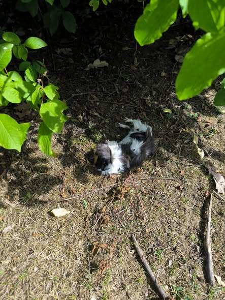 yolandaschultes's tweet photo. 84347 Pfarrkirchen
Mehrere Meerschweinchen ausgesetzt
Kopie Tierschutzverein Rottal-Inn
Mehrere Meerschweinchen in Pfarrkirchen ausgesetzt – wir sind fassungslos
Heute Vormittag wurden wir zu einem Einsatz in der Nähe des Krankenhauses in Pfarrkirchen gerufen. Was wir dort vorfanden, macht uns traurig und wütend zugleich.
Mehrere Meerschweinchen wurden offensichtlich ihrem Schicksal überlassen und einfach ausgesetzt. Für eines der Tiere kam jede Hilfe zu spät: Es wurde bereits vor unserem Eintreffen von einem Hund erwischt und verstarb. 
Aktuell gehen wir von mindestens 10 Tieren aus – möglicherweise sind es sogar mehr. Das Aussetzen von Tieren ist kein Kavaliersdelikt, sondern eine Straftat. Eine Anzeige wurde bereits erstattet.
Besonders erschreckend ist der Zustand der Tiere. Einige haben kahle Stellen, möglicherweise durch Milben- oder Pilzbefall verursacht. Verängstigt verstecken sie sich in dichtem Gebüsch und kämpfen dort jeden Tag ums Überleben. Die Sicherung gestaltet sich deshalb sehr schwierig.
Bisher konnten wir drei Tiere mit einem Kescher sichern:
ein nicht kastriertes Böckchen
ein junges Weibchen
ein trächtiges Weibchen
Während diese Tiere nun in Sicherheit sind, befinden sich noch viele weitere draußen. Sie vermehren sich dort bereits untereinander, vermutlich sogar innerhalb einer verwandten Gruppe. Wie lange die Tiere schon sich selbst überlassen wurden, wissen wir nicht.
Wir haben Lebendfallen aufgestellt und werden alles daransetzen, auch die übrigen Tiere zu sichern. Doch jede Stunde draußen bedeutet für diese kleinen Lebewesen Angst, Hunger, Krankheiten und die Gefahr, von anderen Tieren verletzt oder getötet zu werden.
Was uns besonders traurig macht: Es hat nie eine Abgabeanfrage bei uns im Tierheim gegeben. Niemand hat uns kontaktiert, niemand hat um Hilfe gebeten. Dabei hätten wir gemeinsam nach einer Lösung suchen können. Kein Tier muss ausgesetzt werden. Es gibt immer einen anderen Weg – und wir helfen, wenn Hilfe benötigt wird.
Was uns immer wieder sprachlos macht: Meerschweinchen sind Haustiere. Sie gehören nicht in die freie Natur. Wer ein Tier aussetzt, setzt es nicht „in die Freiheit“ – er verurteilt es oft zu einem langsamen und qualvollen Tod.
Während ein Tier bereits sein Leben verloren hat, kämpfen die anderen noch immer ums Überleben.
Deshalb unsere dringende Bitte:
Hat jemand beobachtet, wie die Tiere dort hingebracht wurden? Ist jemandem in den letzten Tagen oder Wochen etwas Verdächtiges aufgefallen? Weiß jemand, seit wann die Meerschweinchen dort unterwegs sind?
Jeder Hinweis kann helfen – den Tieren und dabei, die verantwortliche Person zur Rechenschaft zu ziehen.
Bitte schaut nicht weg. Diese Tiere haben niemanden außer uns Menschen.
+49 8561 4961 
https://t.co/mVZ1O8oYA3  · https://t.co/sXh2VIxuXG