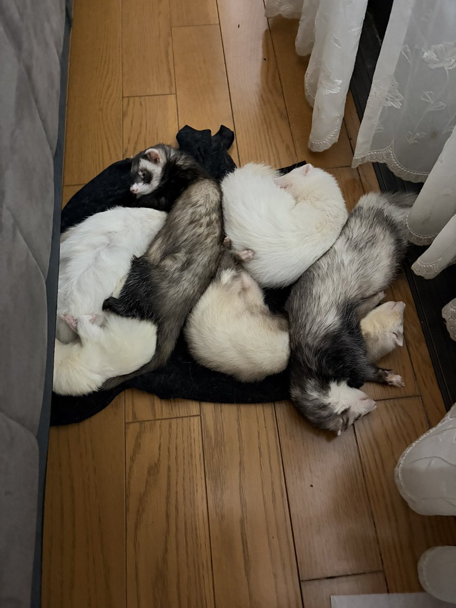 ferrets_for's tweet photo. みんないないと思ったらソファーの裏で人のTシャツをシーツにして寝てるわ…笑
左:数時間前
右:なう
増えてる！
#フェレット  #ferret https://t.co/iUAda5mT58