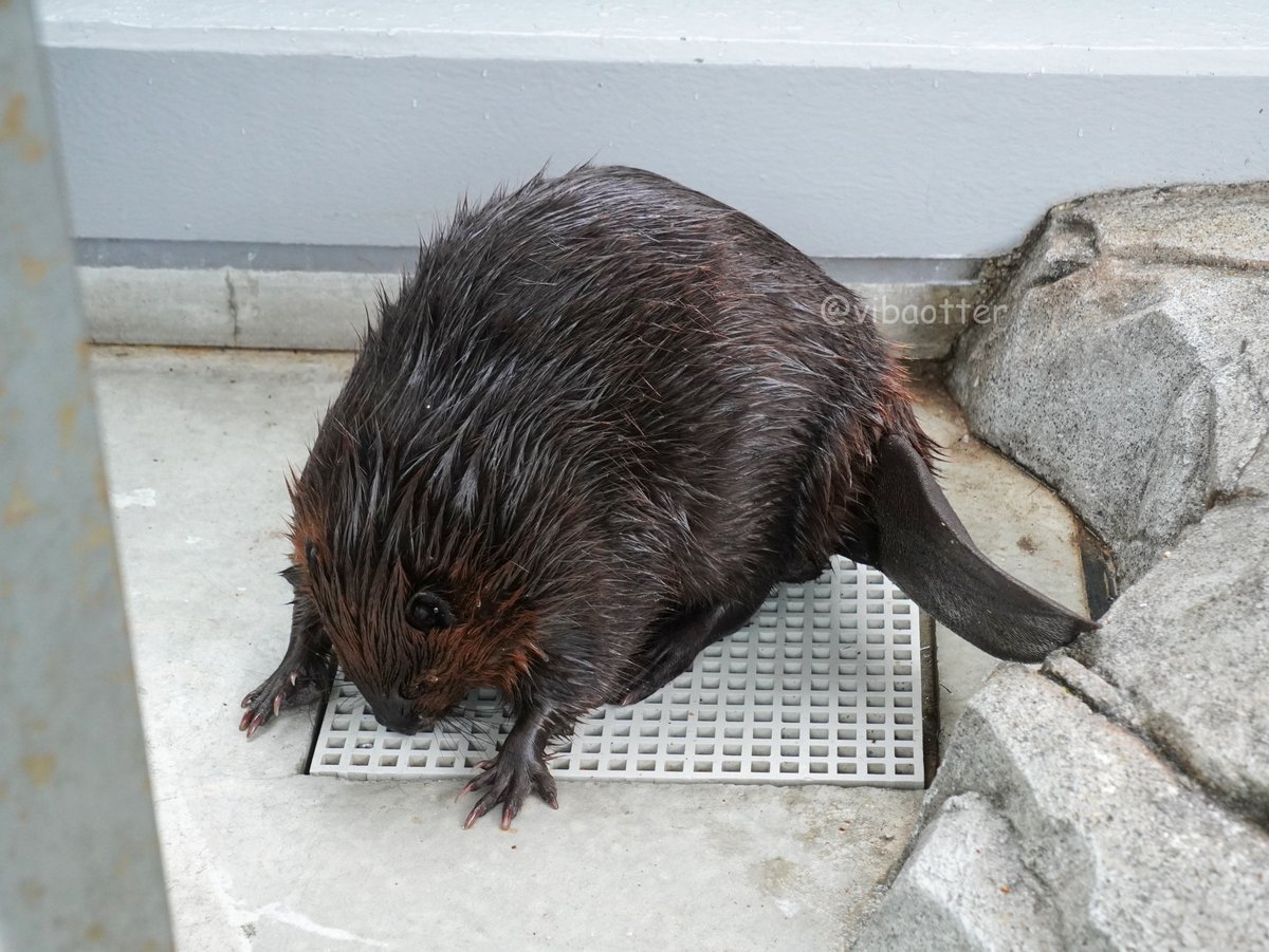 vibaotter's tweet photo. アトアは本日もジャムくんでした☺️

当然ジャムは可愛いし好きですが最近マンくんに会えない😢

マンくんの日はいつなんだろうか…
やはり同居は厳しいのかなぁ。

#アトア
#アメリカビーバー
#ジャム
2026.6.7 https://t.co/Yo2HAI7iV5