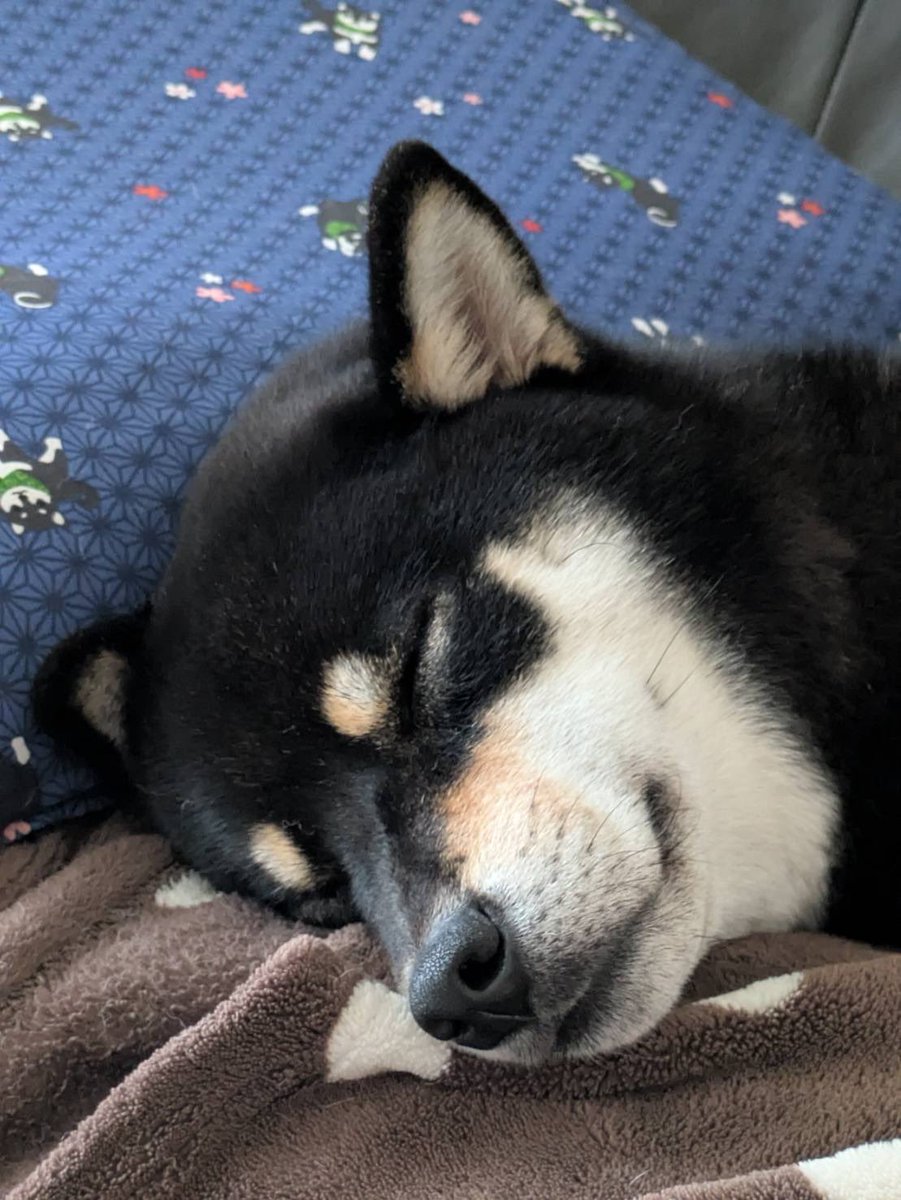 Y5Iew's tweet photo. 守りたいこの寝顔 https://t.co/MRprZcxo6c
