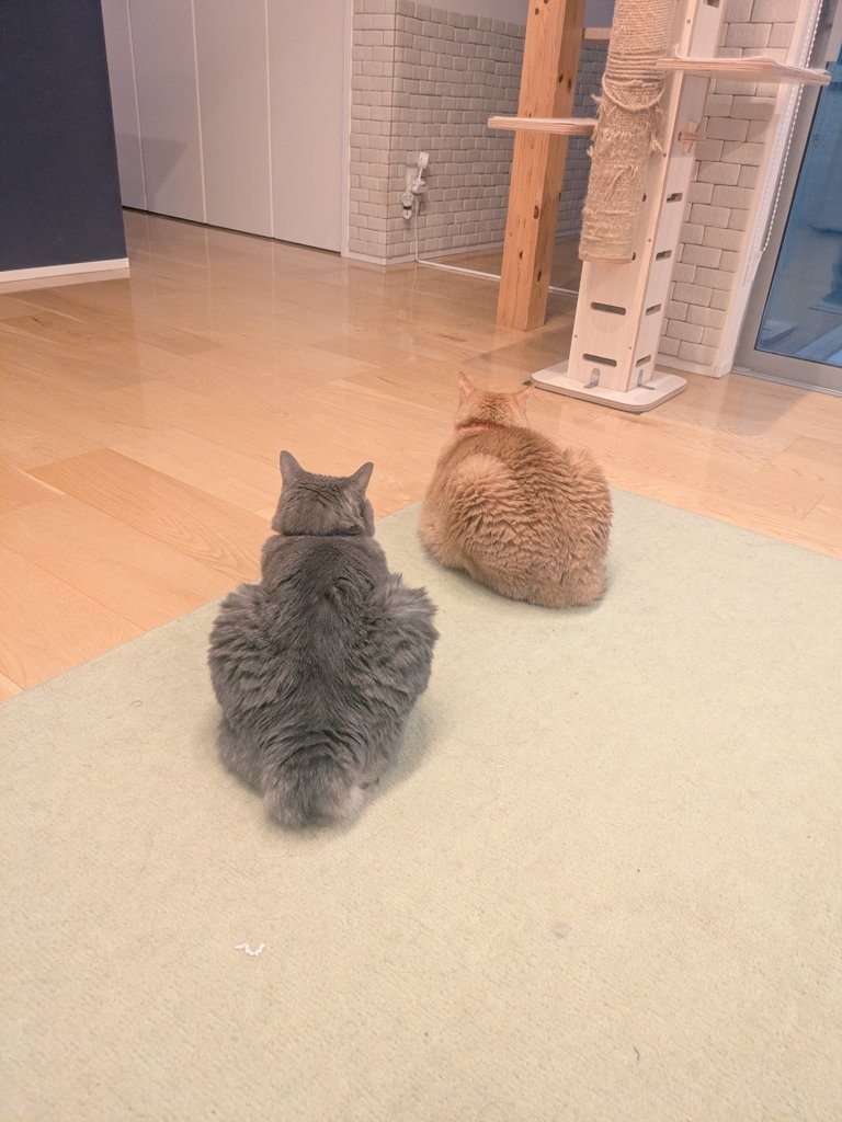 ciagms's tweet photo. なんでこんな感じで並んで座ってるか分かりますか？
ごはん待ちなんですよ。ごはんが出たらすぐダッシュして、１番食べられるように待機してるんです。
じゃあ、お待ちかねの夕ごはんにしようかね〜。
#猫好きさんと繋がりたい
#ゴローさん2026
#虎徹さん2026 https://t.co/Cd2musAPPQ