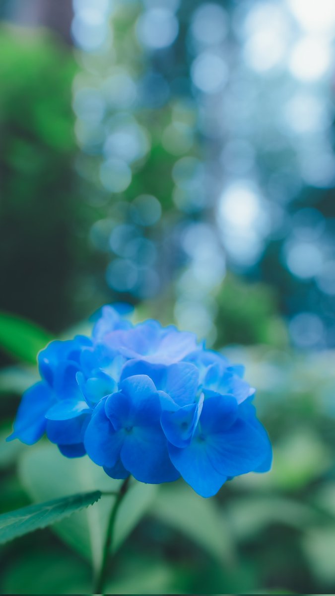 blaugelp's tweet photo. まるで紫陽花から
シャボン玉出てるみたい https://t.co/W0tZLojoOs