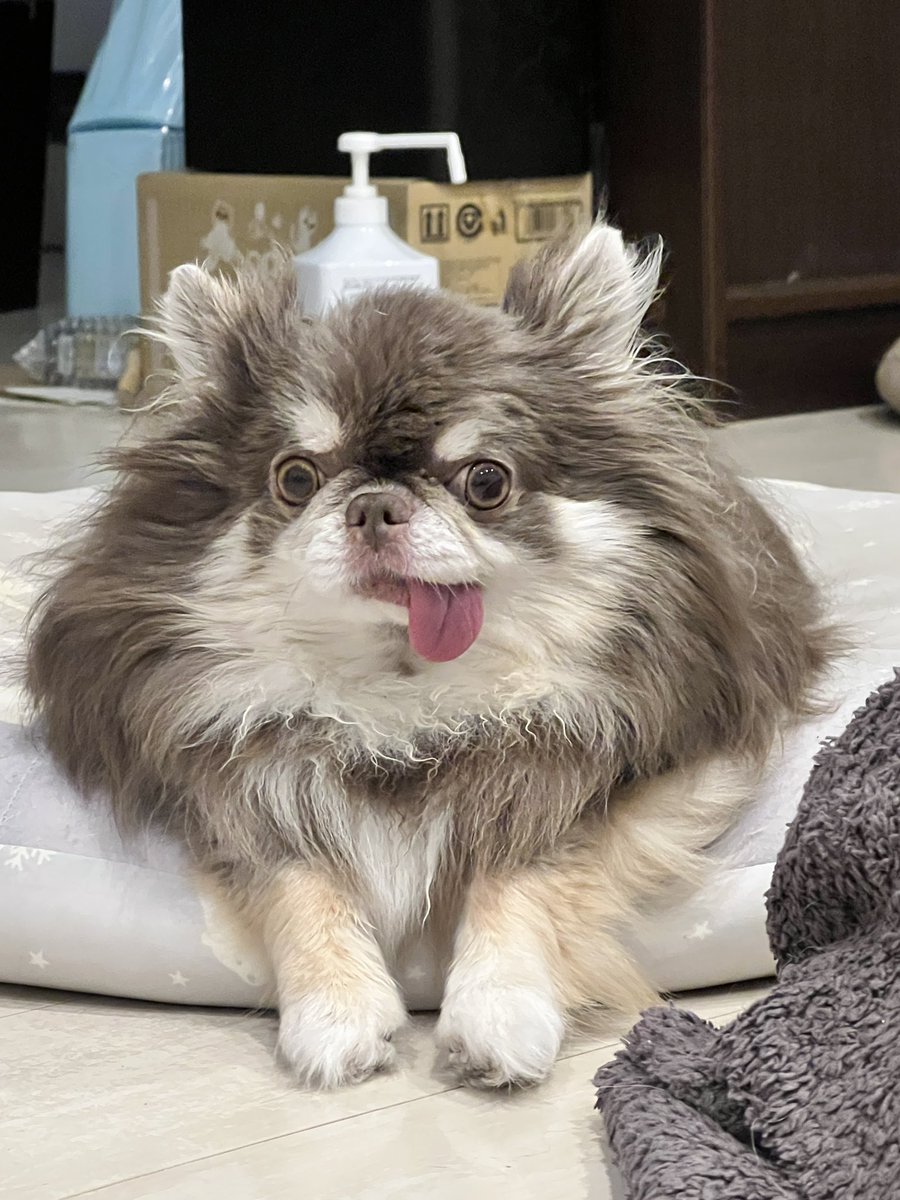 sskingmaster's tweet photo. ウチのチワワの毛量が半端ないんですが...

毛量多いチワワちゃんってたくさんいるんですかね...

なんか団子のカエルみたいになってます https://t.co/AX452gCljR