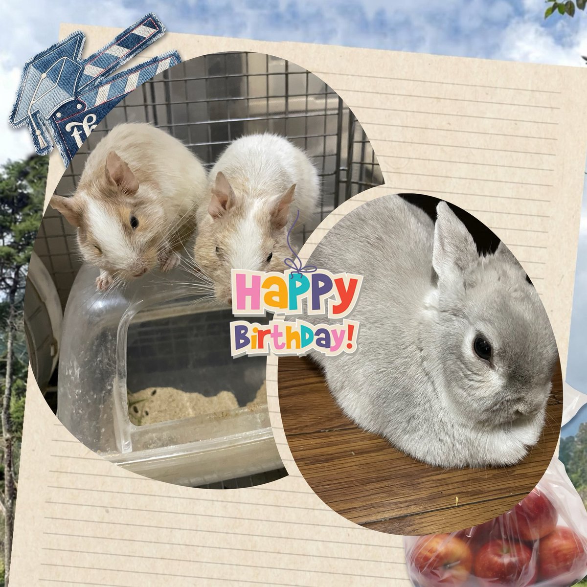 介護福祉士まぴもんと大好きな家族たち🐢🐰😸🦔 tweet media