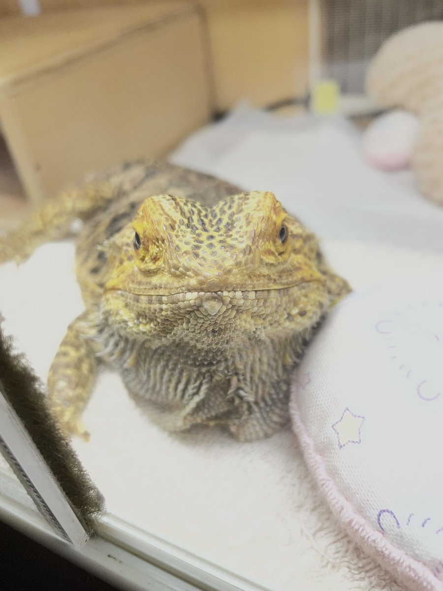 24misora's tweet photo. デュビM2匹食べたー！！
絶好調☺️
#フトアゴヒゲトカゲ https://t.co/L3cVAZcAQF