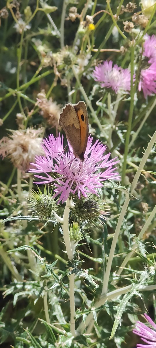 KawaMagy's tweet photo. #butterfly #pink https://t.co/OrRqCC2ddc