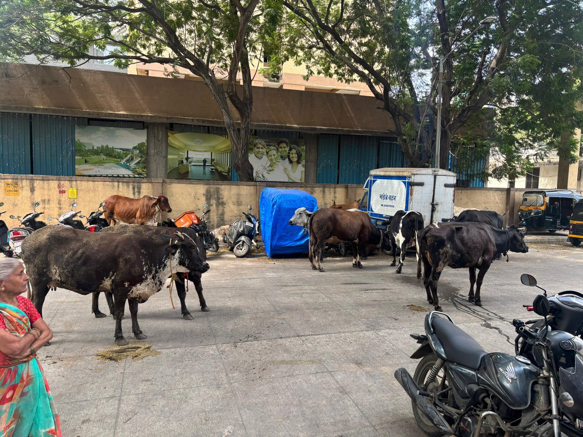 drvikaspalkar's tweet photo. @mybmc @mybmcWardRS @MumbaiPolice @MTPHereToHelp
Stray cattle are roaming freely on the public road,Kandivali West.This is causing traffic obstruction,inconvenience to pedestrians, and poses a safety risk.Kindly take immediate action to remove the animals and prevent recurrence. https://t.co/tvpyoie3j3