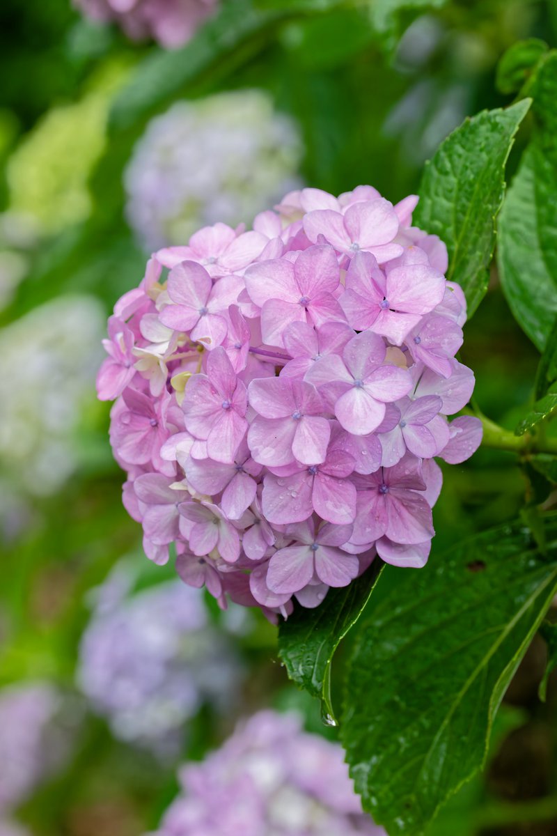 D750mark_n's tweet photo. #TLを花でいっぱいにしよう https://t.co/j5roTgSKyD