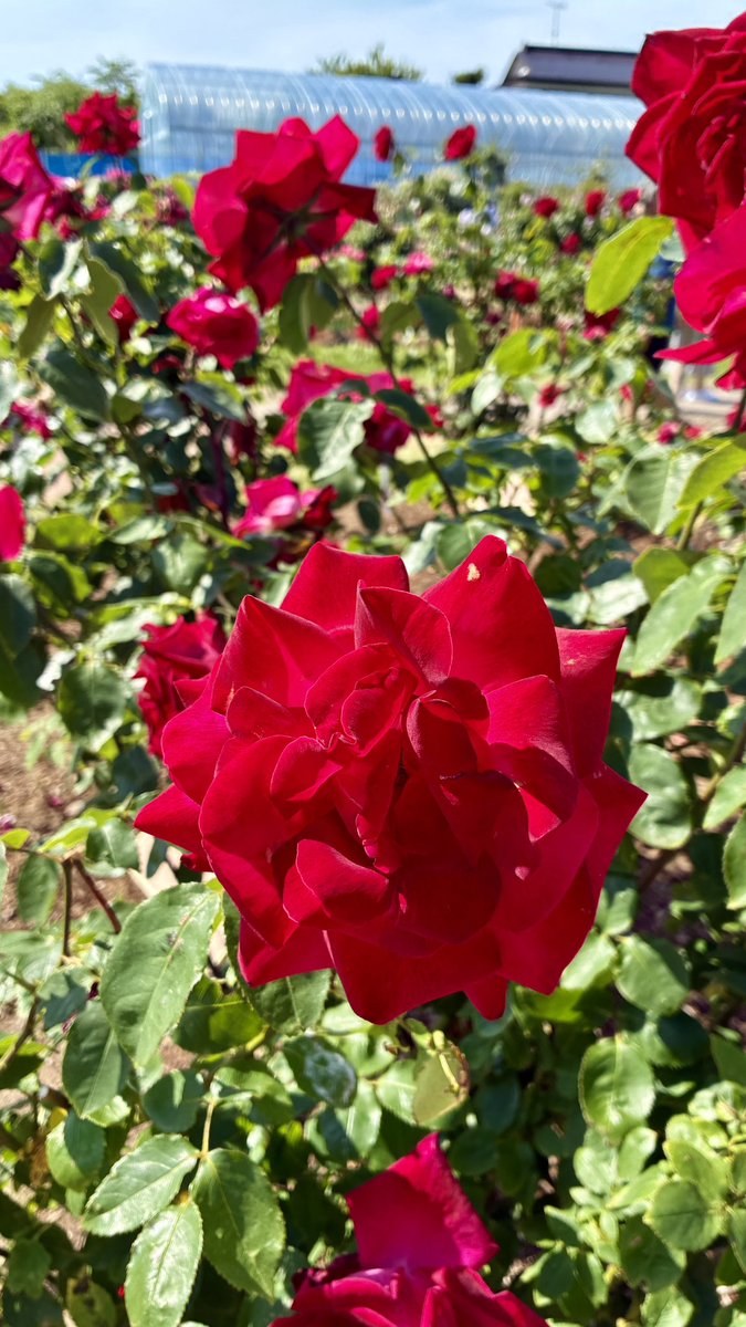 nasanReal's tweet photo. 今年も日本国花苑のバラ見に来た🌹 https://t.co/xqPGqMnoVB