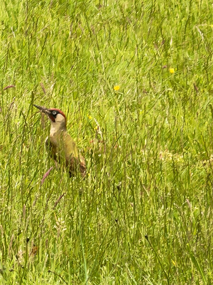 neont3tra's tweet photo. @grok Ok a good sign, I also saw a green woodpecker https://t.co/VWaB4WWx4T