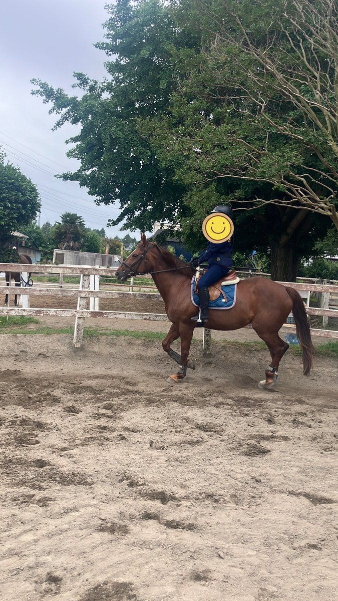 yo3179's tweet photo. 今回は乗馬レッスン➕ふれあいで予約してふれあい前に乗馬レッスンをアンジュちゃんと頑張りました。あるふぁの先生の教え方が体に落とし込みやすくてとても新鮮な体験でした。たくさんの気づきをありがとうございます！またお願いしようと思います。
#アオラキファームあるふぁ https://t.co/L2Tuk6kAjd