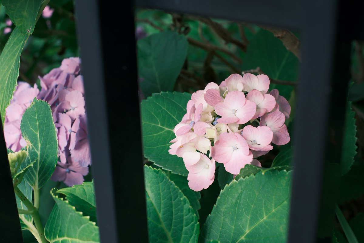 Werner_AustH's tweet photo. 紫陽花☔️
#FUJIFILM https://t.co/8qWDWSakiT