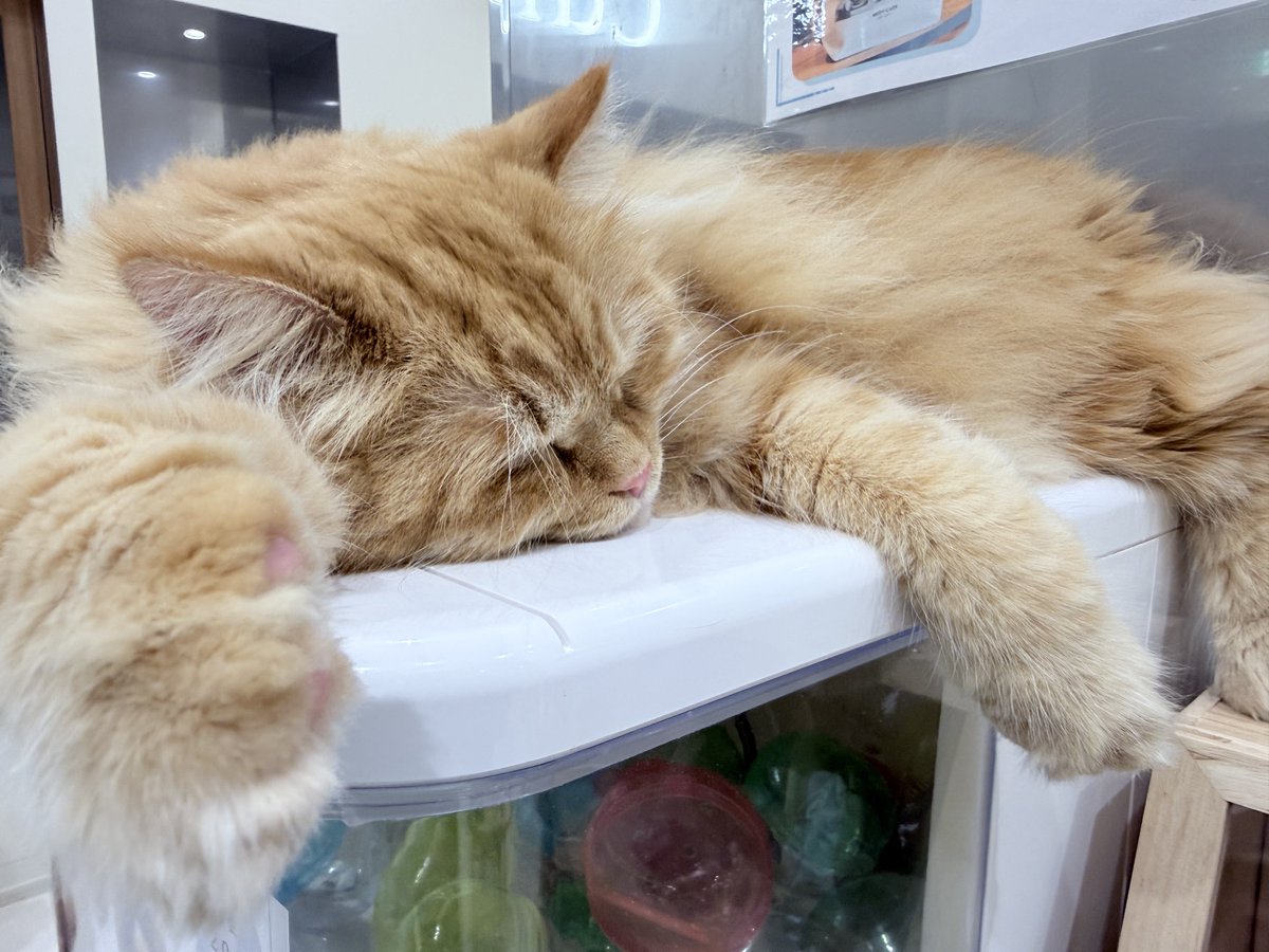 猫吸ってきた(*ΦωΦ*)