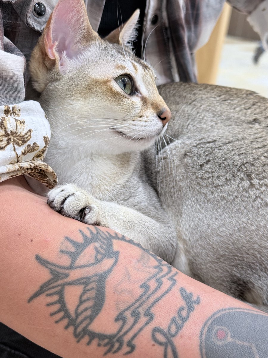 猫吸ってきた(*ΦωΦ*)