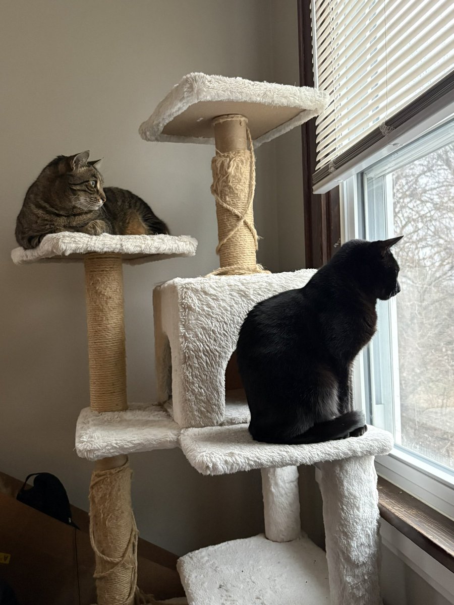 ohmalia's tweet photo. Like wdym I just have these little creatures roaming around my house hanging w me 24/7??? https://t.co/Uf2u9vFBsr
