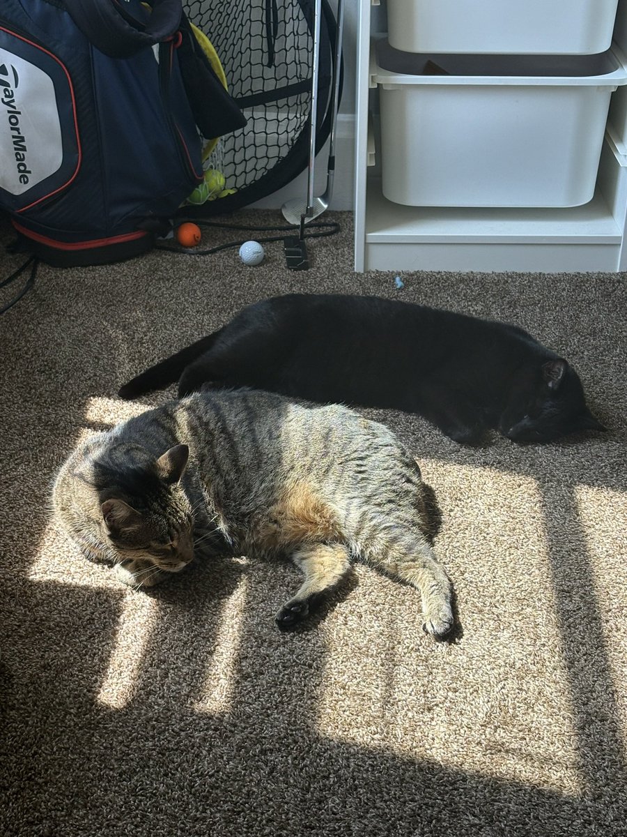 ohmalia's tweet photo. Like wdym I just have these little creatures roaming around my house hanging w me 24/7??? https://t.co/Uf2u9vFBsr