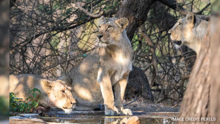 ndtv's tweet photo. 8 Asiatic Lion Cubs At Gir Died Due To Heat, Not Infection: Gujarat Minister https://t.co/r219X3yzP4 https://t.co/0W2Qht6264