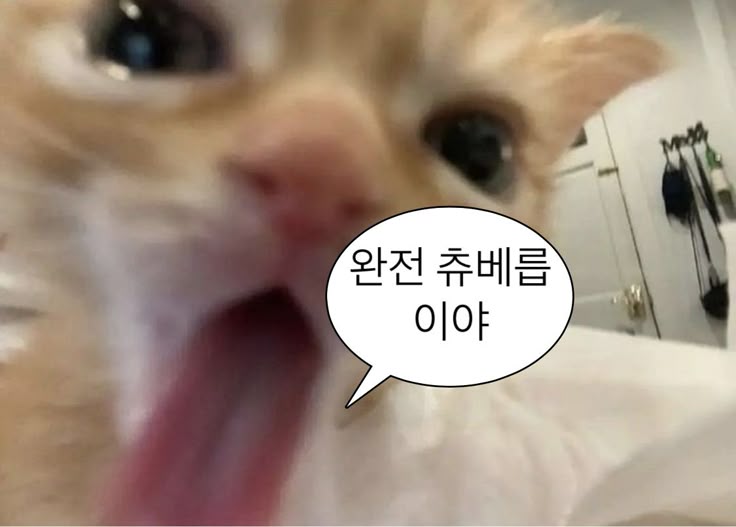 milk090108's tweet photo. 잘 먹규갑니당❤️ https://t.co/R46w53vDDm