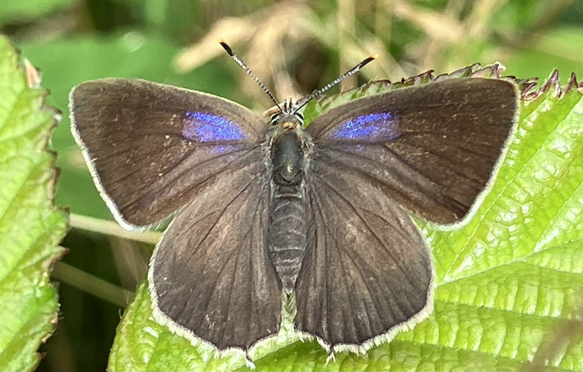 FRPTweets's tweet photo. Friday Nature Notes from Richmond Park: the Park is home to three species of Hairstreak Butterfly: Green. Purple, and White-letter Hairstreaks (📷Nigel Jackman), which have returned to the Park in  numbers since the planting of the Elm Walk near Petersham Gate.  In the Park, now! https://t.co/6QdcJbm5Hp