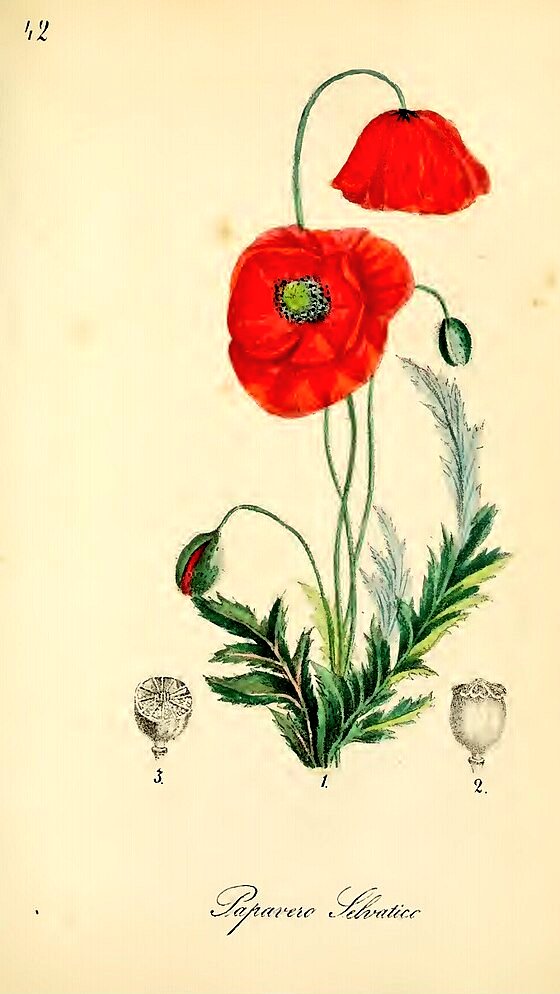 JeanMarcBECHE's tweet photo. Jour républicain du PAVOT ce 18 PRAIRIAL du calendrier révolutionnaire (An 234) et, aussi, le 7 juin de 2026 après JC 🏛🇫🇷🗓️🌺🧐 https://t.co/JDTUoiEjPD