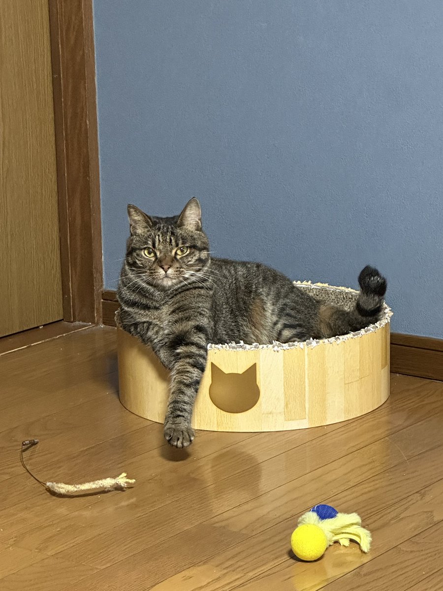 mi85n's tweet photo. 握手会
オンとオフ
#cat
#キジトラ
#握手会 https://t.co/P4fM15Qjc9