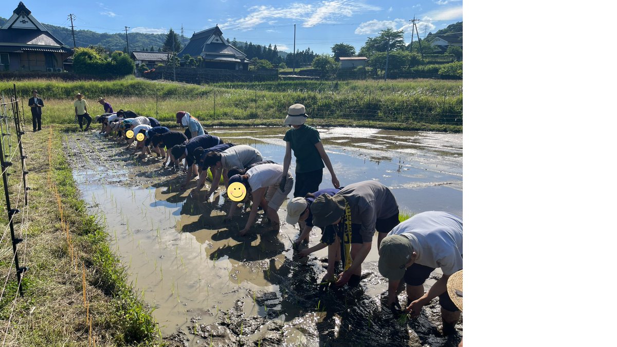 YubaShiori's tweet photo. 水田でお米を育てる理由を、きのうやっしから教えてもらいました。

稲が大きくなるための「茎頂分裂組織」という部分が、根本に近いところにあり

その部分が水に浸かっていると、気温変化の影響を受けにくくなるのだそうです。

稲にとってはハードな低温の日が3日続いたとしても、水が張っていれば耐えられることが多いそう。

知識と、日常がつながるときに、勉強っておもしろいな！って思いますよね。

写真は、綾部の合宿施設の近くで、塾生たちと植えた稲たちです✨️