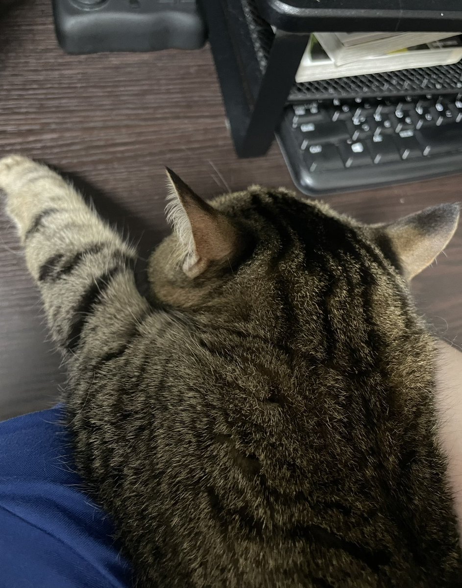 rinbokutotsu's tweet photo. このね、
飼い主の腕に体重預けきって、

だらんとしてる猫の重みと後頭部が好きでしてね🐈 https://t.co/uvJPAoxSSX