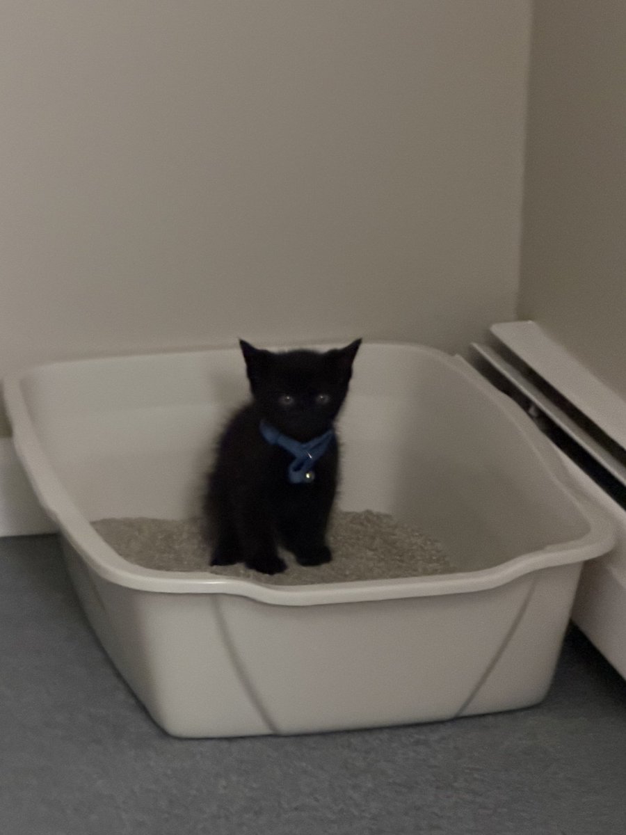 Maelosauri's tweet photo. #Frijolito 🐈‍⬛ también los gatos del inframundo cagan! 🖤👹 https://t.co/wsM2MUcdPU