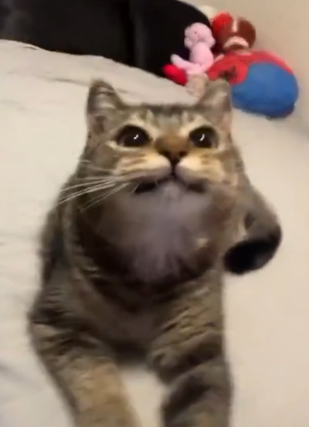 ROBOtypo's tweet photo. @Chance76694794 @Catsworldtweet https://t.co/adFsaSFiw7
