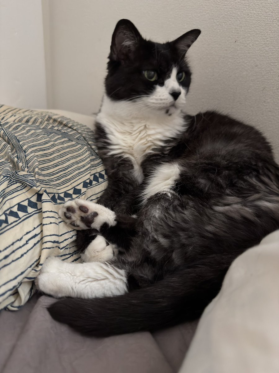 raurimon's tweet photo. なんかめちゃくちゃ拡散されてるから
うちの可愛いおばあちゃん猫が長生き出来るのを願っておくれやす https://t.co/cR87jDsYho