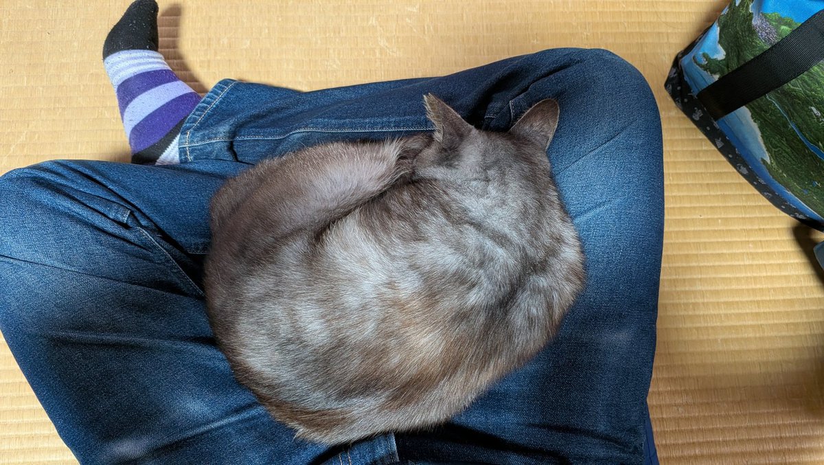 pe36's tweet photo. 戻ってきてすぐこれ
そんなに寝心地良いのか https://t.co/ektzTyim6P