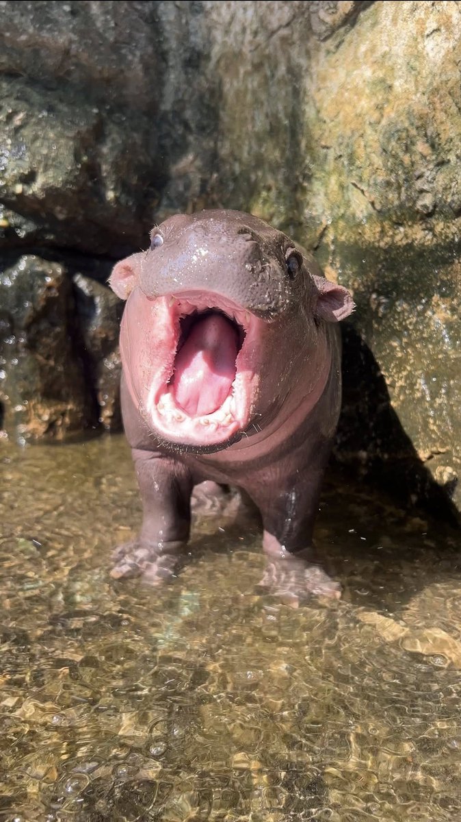 Dommoodang's tweet photo. @and_khamoo DNA ตรงเป๊ะ 🧬 สวบเก่งทั้งคู่

#หมูเด้ง #หมูแดง #MOODENG #MOODANG https://t.co/I3qrOIIeVe