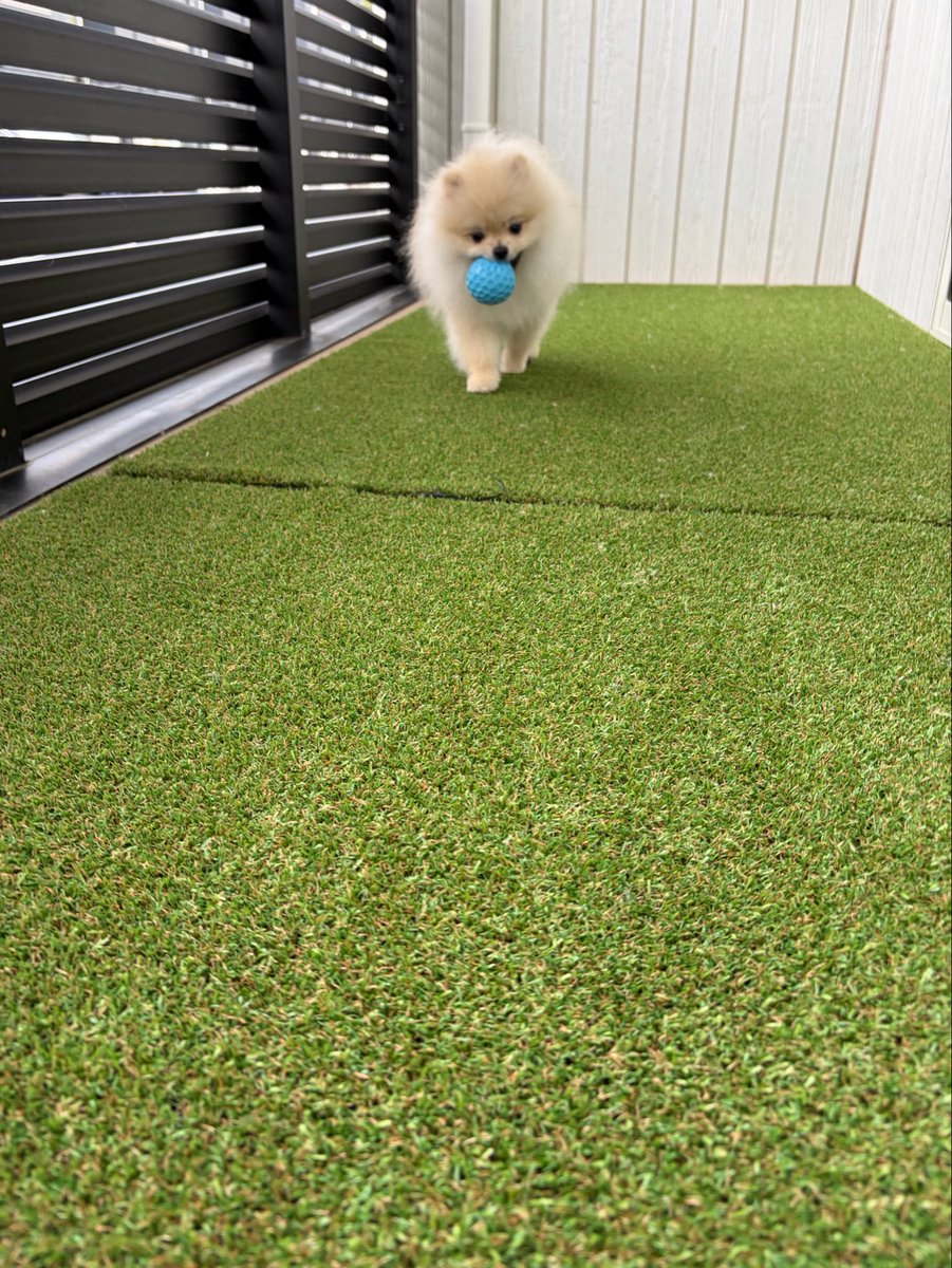 ___lllllllillll's tweet photo. 最近ずっとポメ⁇で流行ってるヨガぱんつ加工🧘‍♀️wwww
かわいい...wwwでもましゅは毛量多いだけでマジ細いw https://t.co/uJ7YBctgnx