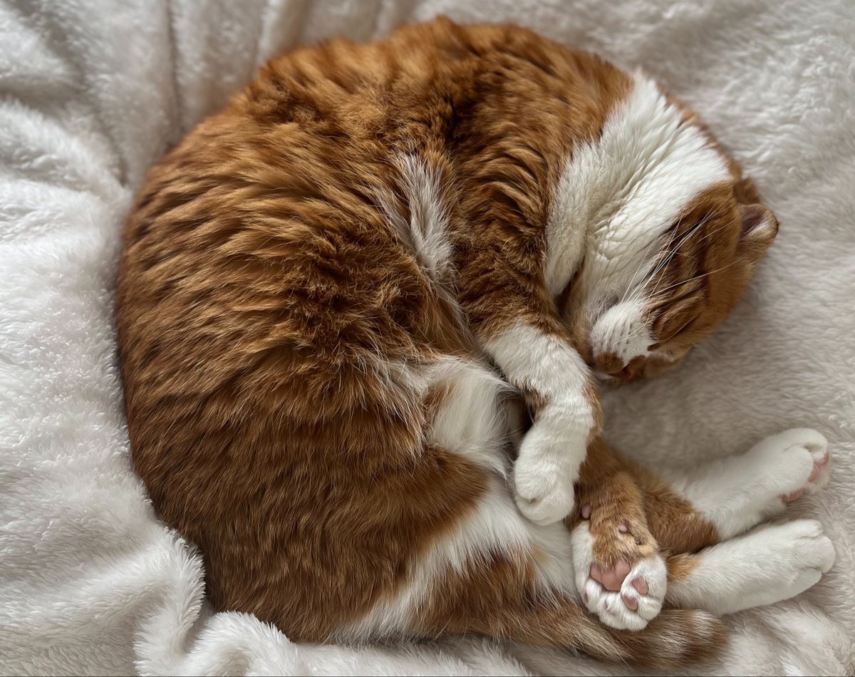 RT @yuifurukawa: 今日は愛猫ルカの誕生日🎂 14歳になりました
