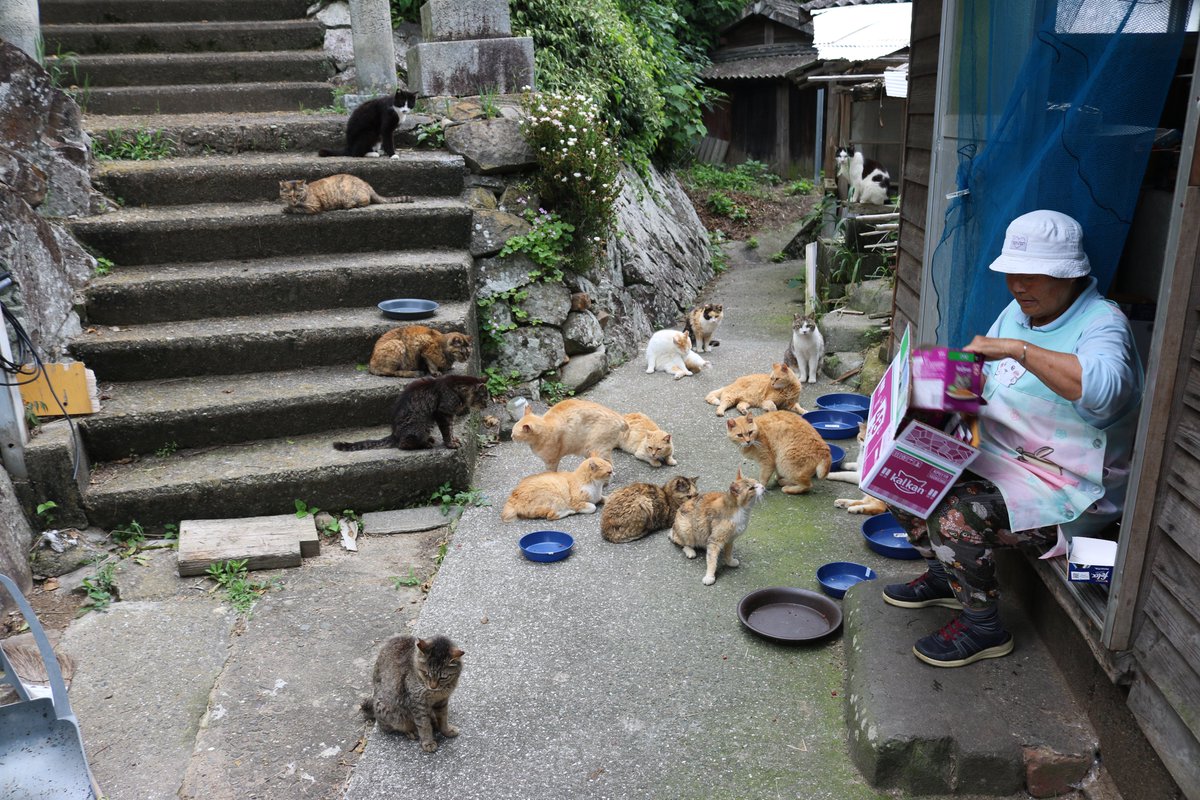aoshima_cat's tweet photo. ６月６日の青島の様子
猫たちの晩ご飯タイム（そのB）

ここは普段は観光客が立ち入り禁止となっている場所です。
ここには３０匹を超える猫がいます。
ここの猫たちはエサ場にはやってきません。
写真に写っている男性は定期船の船長さんです。

その他にエサ場には１６匹の猫がいました。 https://t.co/roguYHwDd8