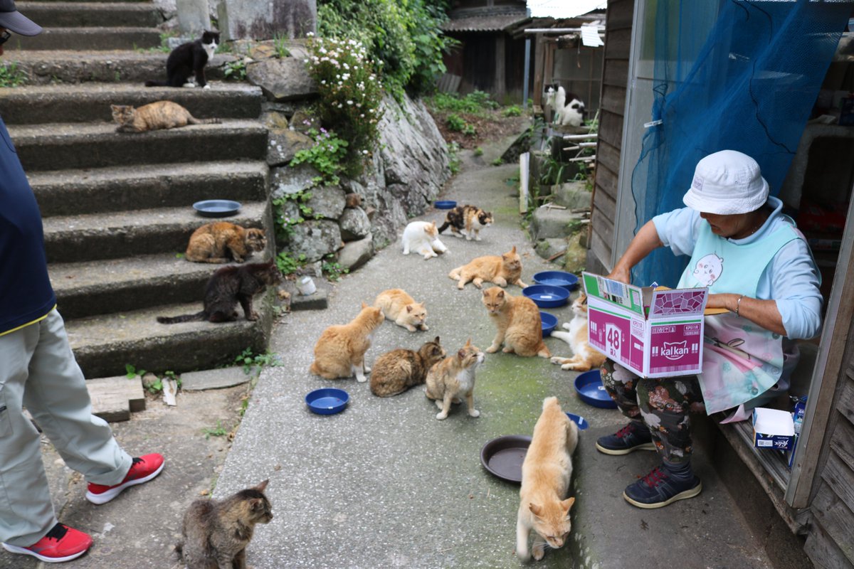 aoshima_cat's tweet photo. ６月６日の青島の様子
猫たちの晩ご飯タイム（そのB）

ここは普段は観光客が立ち入り禁止となっている場所です。
ここには３０匹を超える猫がいます。
ここの猫たちはエサ場にはやってきません。
写真に写っている男性は定期船の船長さんです。

その他にエサ場には１６匹の猫がいました。 https://t.co/roguYHwDd8