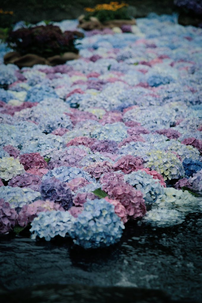 chxtog308's tweet photo. 紫陽花ひしめいてた キレ〜 https://t.co/los03s963c