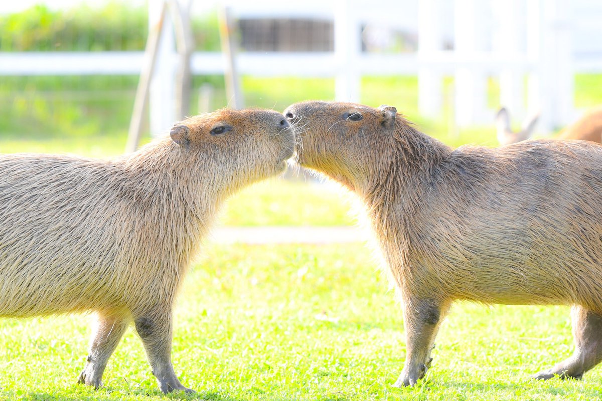 blueball0600's tweet photo. ソレイユ、行きたいな〜☺️
#カピパラ #アルパカ #動物好き #長井海の手公園ソレイユの丘 https://t.co/b4ETrPkL3l