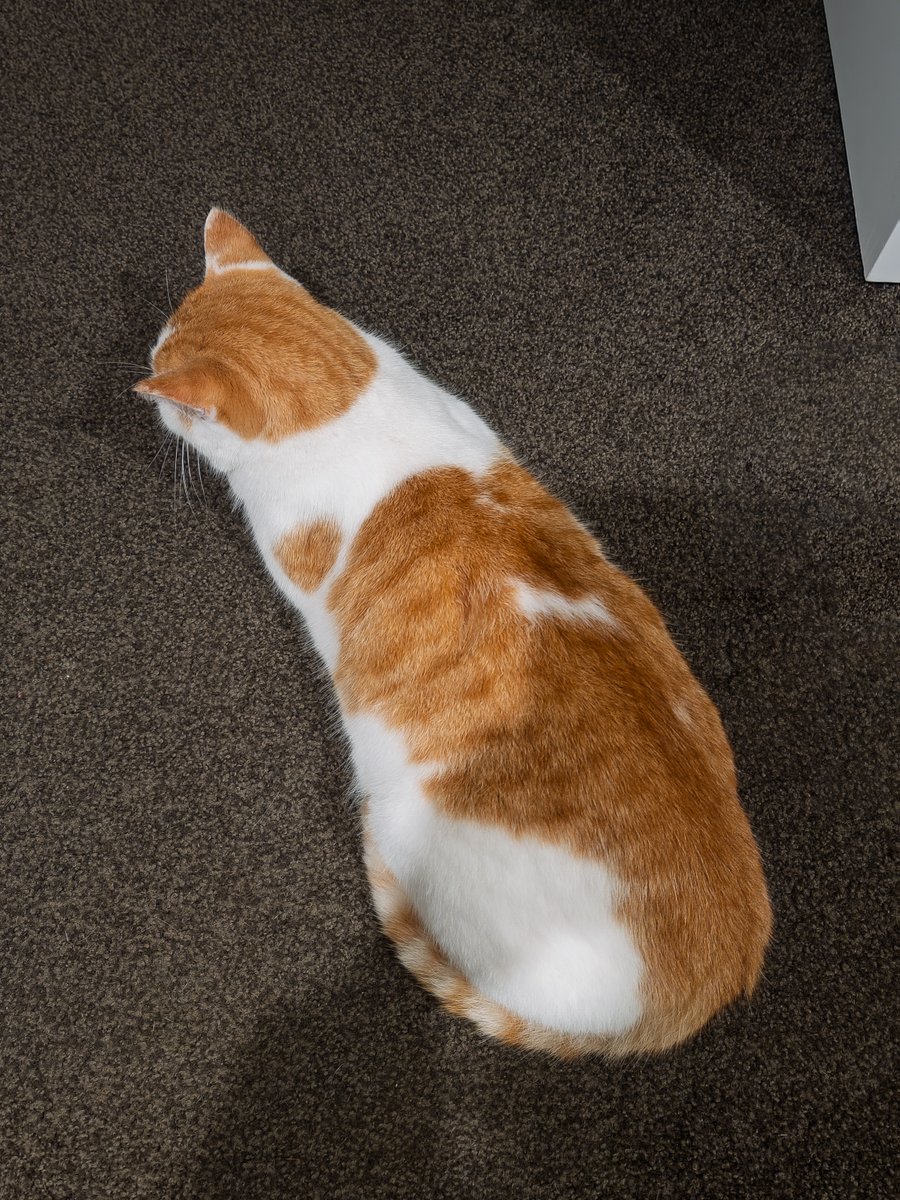 xialulee's tweet photo. Loafing is not allowed here. https://t.co/DpHBI6ZoOI