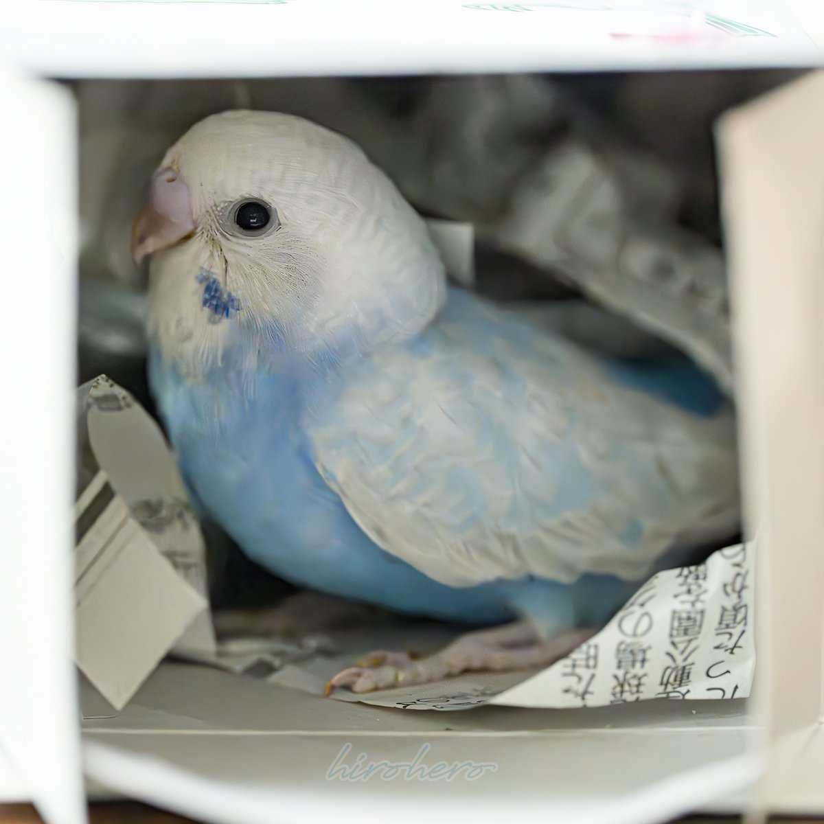 hirohero's tweet photo. こんにちは。

春先から家人と熟考を重ね、本日新たな命をお迎えいたしました。
名前は夜の家族会議で決める予定ですので、詳細はその時にでも。
久しぶりの差し餌にあーでもないこーでもないとわたわたしながら給餌させて貰っています。

#セキセイインコ https://t.co/CBZ469ZloS
