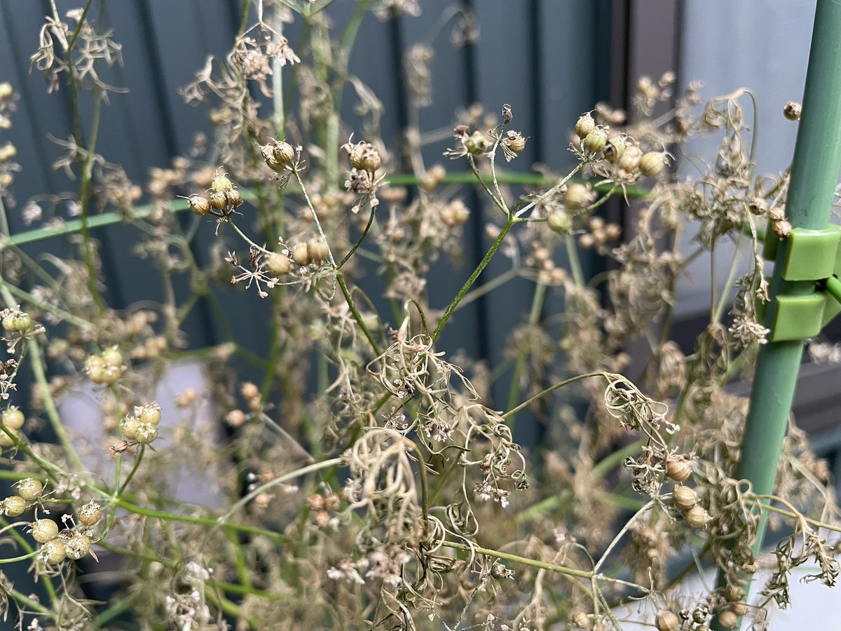 tako877's tweet photo. パクチーが花つけたのでシードまでチャレンジ
上は弾け始めてたが下はまだ緑残ってるし
農作物ほんまわからん https://t.co/P6bqwAwL3J