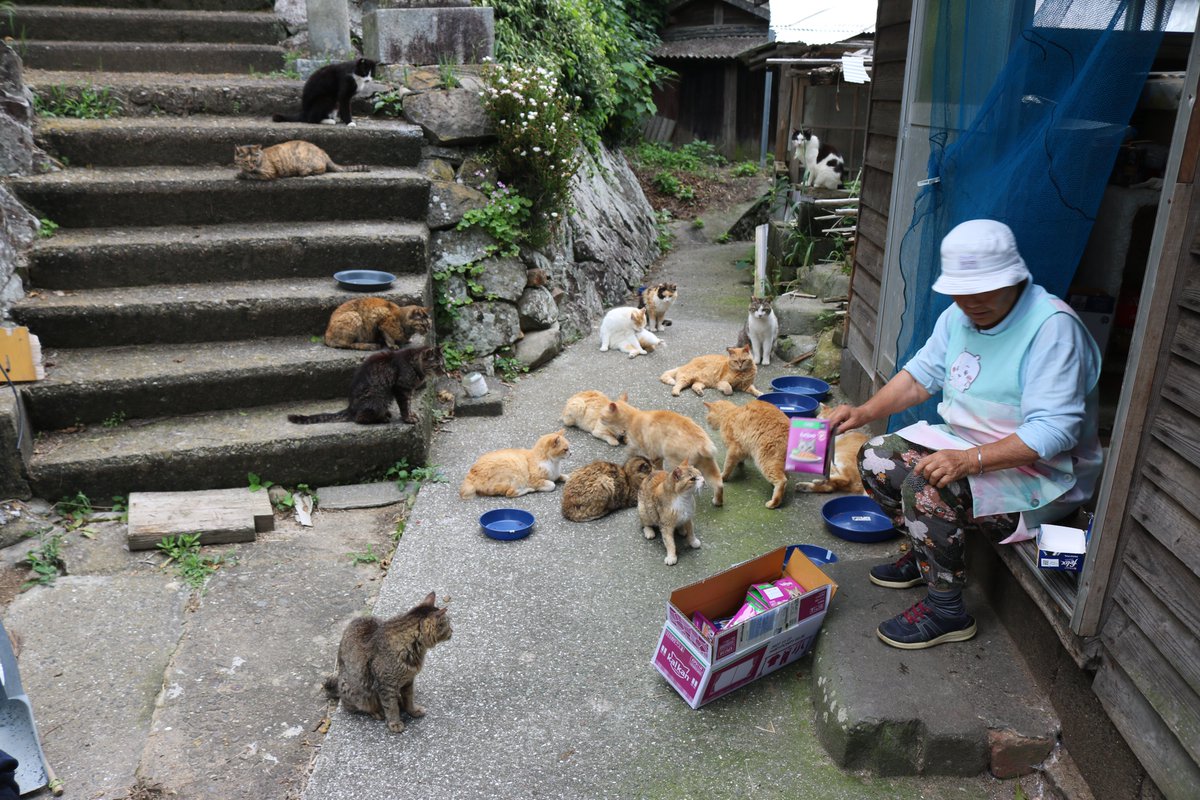 aoshima_cat's tweet photo. ６月６日の青島の様子
猫たちの晩ご飯タイム（そのA）

６月６日の午後の船で青島に行きました。
猫のお母さんから撮影の許可を頂きました。
猫のお母さんが直接面倒をみている猫たちの晩ご飯の風景を撮影しました。
島の中央部をテリトリーとする猫たちです。 https://t.co/CVTTtysebE