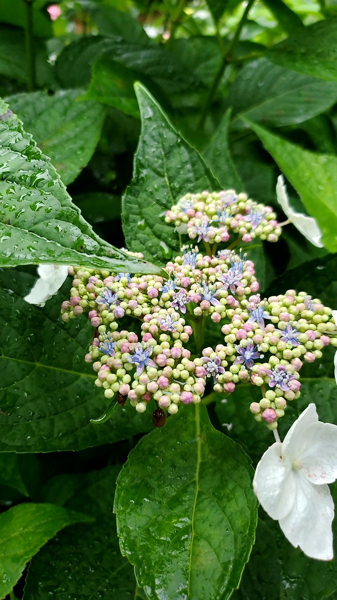 wind_up_type's tweet photo. 紫陽花のお寺に行ってきたよ。蕾がつぶつぶアイス(名前わからん)みたいなのとお地蔵様がたくさんあって可愛かった💠🌿 ܸ💠🌿 ܸ💠🌿 ܸ💠🌿 ܸ https://t.co/E7B1YnPTcE