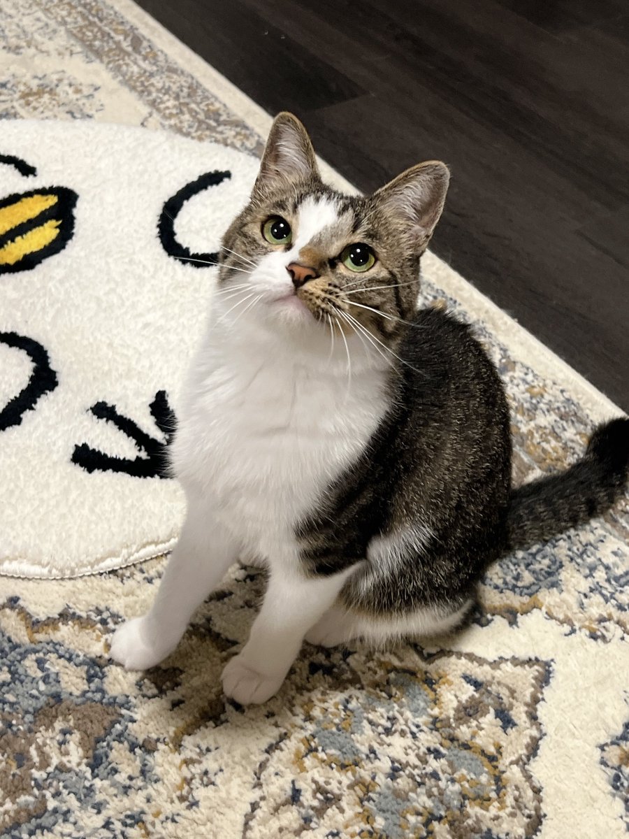 nekokawaii1214's tweet photo. 感情がわかりやすいねこ https://t.co/2xMVnSQzAk