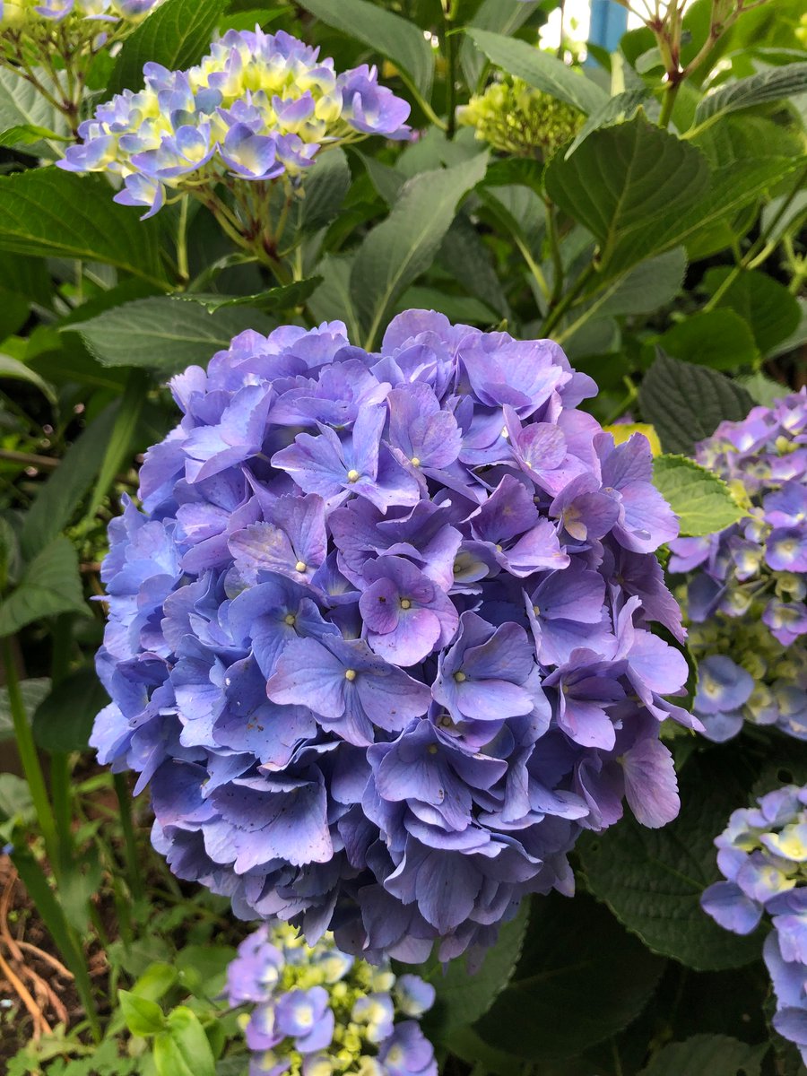 tfj1t's tweet photo. 紫陽花 https://t.co/UXEBaNXjbc