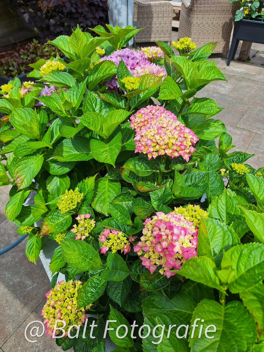 BaltBorn's tweet photo. Goedemorgen vrienden 👋
Fijn zondag en vanmiddag de Grand Prix van Monaco kijken https://t.co/mgssCC4ki8