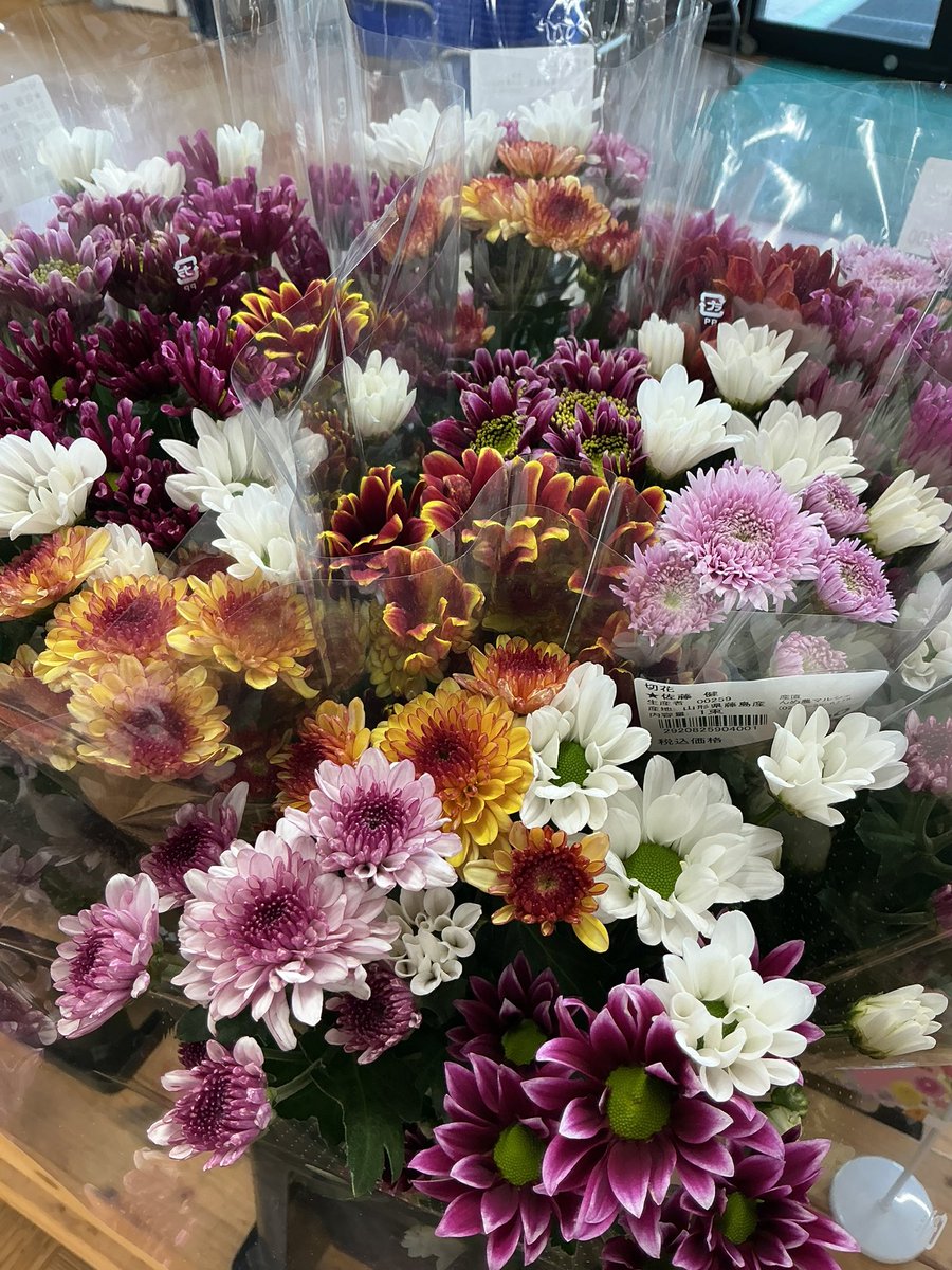 jashonai730's tweet photo. 藤島産の切花、入荷始まりました♪
1束　400円（税込）
とても素敵な色合いです✨ https://t.co/0vMq80vrVk