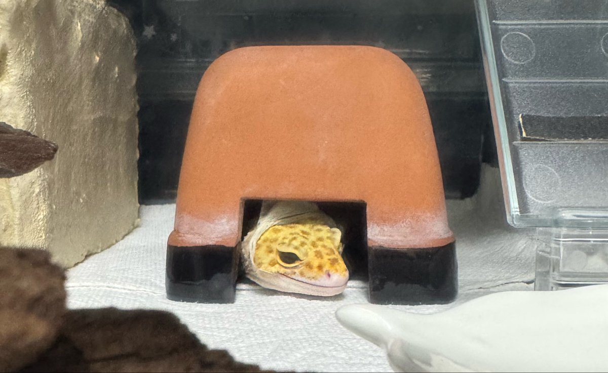 gecko_sky's tweet photo. 脱皮フード、かわいいね。 https://t.co/PnwpkaD6To